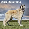 Belgian Shepherd Calendar